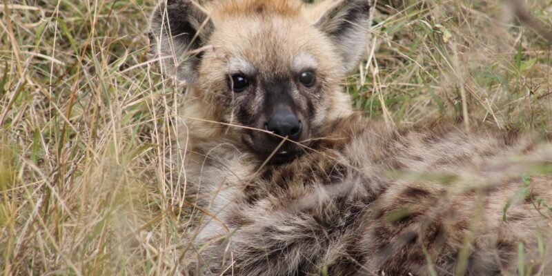 Mid-Range 4 Day Kruger Park All Inclusive Safari From Joburg - Game Drives and Guides