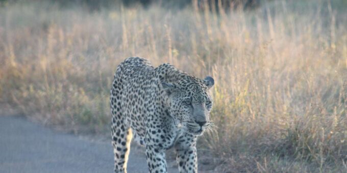 Mid-Range 4 Day Kruger Park All Inclusive Safari From Joburg - Travel Guidelines