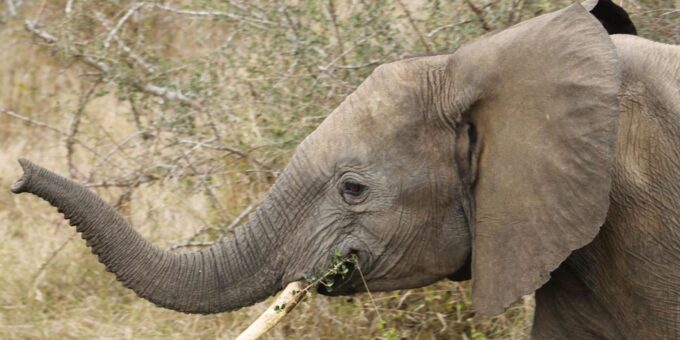 Mid-Range 4 Day Kruger Park All Inclusive Safari From Joburg - Booking and Contact Information