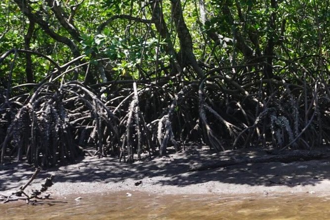 Mida Creek Boardwalk and Canoa Ride - Dugout Canoe Ride Experience