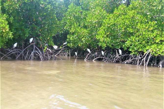 Mida Creek Boardwalk and Canoa Ride - Local Wildlife Observation