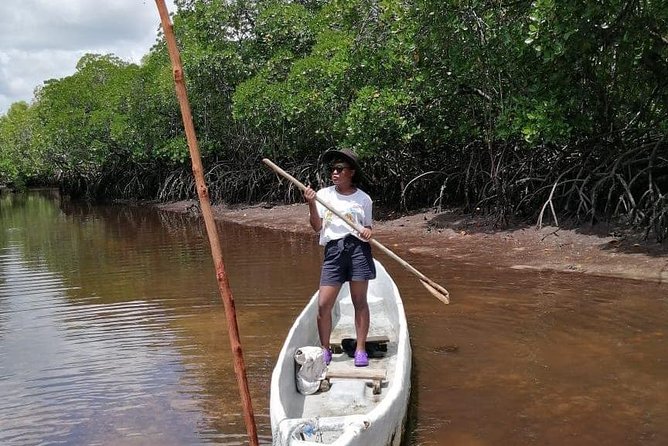 Mida Creek Boardwalk and Canoa Ride - Learning About the Ecosystem