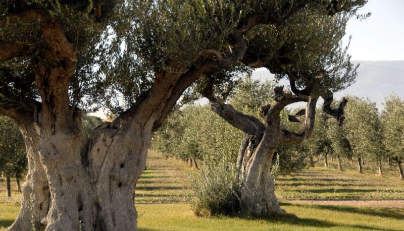 Midday Olive Oil Tour and Visit to Old Town of Belchite - Exploring the Countryside