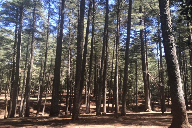 Middle Atlas Mountain FULL Day Trip From Fes - Private Transportation - Visiting Ifrane, the "Moroccan Switzerland"