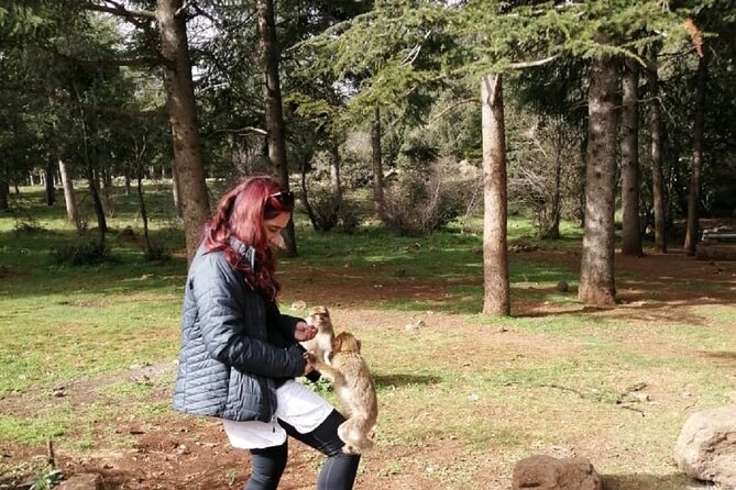 Middle Atlas Mountains, Cedar Forest and Azrou Day Trip From Fez - Encountering Barbary Macaques