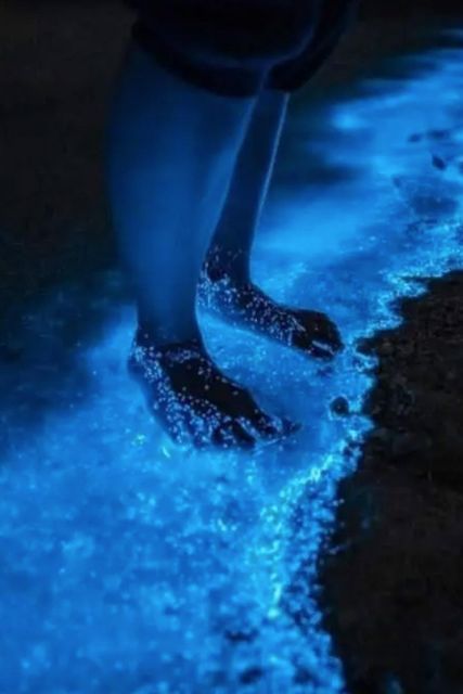 Midnight Holbox: Bioluminescence Kayaking Experience - Key Points