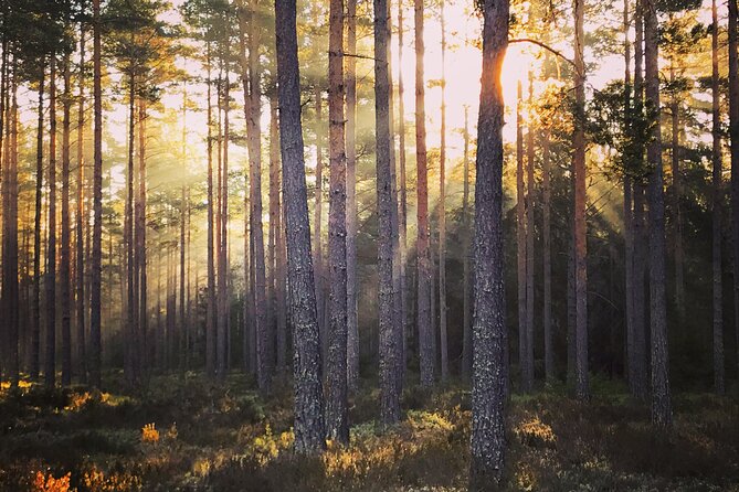 Midnight Sun and Campfire - Forest Evening Hike Outside Stockholm - Meeting and Pickup Logistics