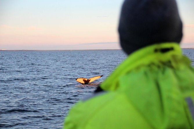 Midnight Sun Whale Watching From Reykjavik - About Your Stay