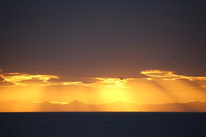 Midnight Sun Whale Watching From Reykjavik - Reviews and Feedback