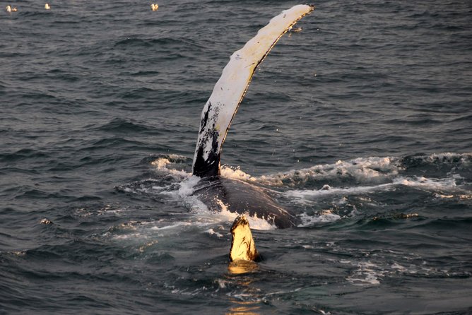 Midnight Sun Whale Watching From Reykjavik - Sightings and Marine Life