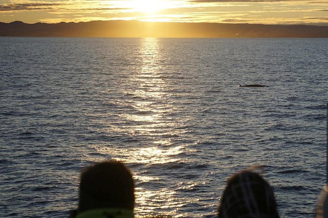Midnight Sun Whale Watching From Reykjavik - Thermal Suits and Comfort