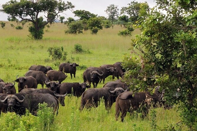 Mikumi National Park 2 Days/ 1 Night - Traveler Requirements and Restrictions