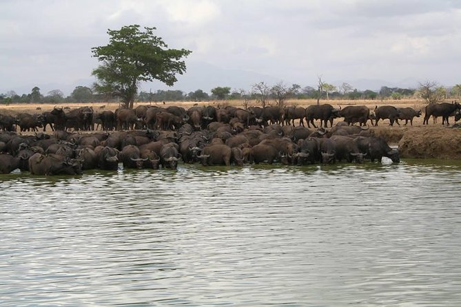 MIKUMI NATIONAL PARK - 3 Days - Dining and Dietary Considerations