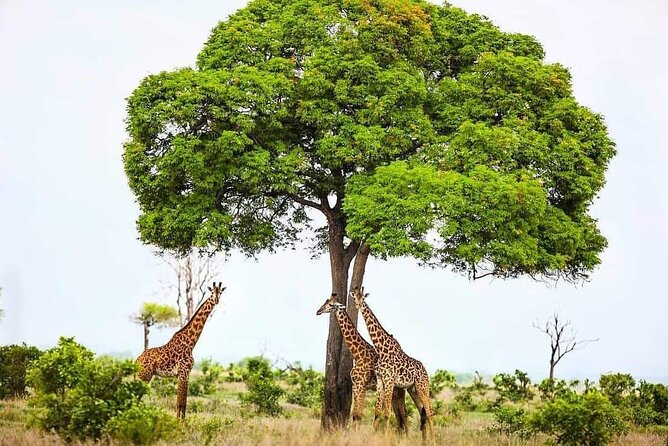 Mikumi National Park Day Trip - Included and Excluded Amenities