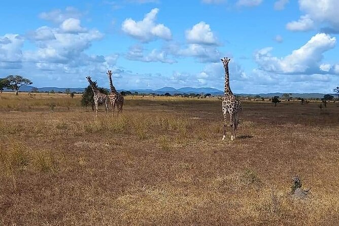 Mikumi National Park Day Trip - Confirmation and Booking Policies