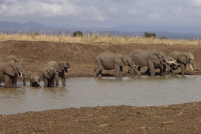 Mikumi National Park Day Trip - Physical Fitness Recommendations