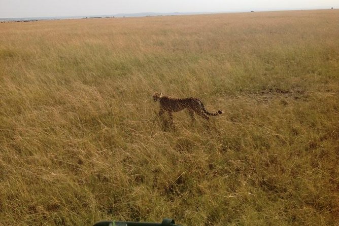 Mikumi National Park Full Day Tour From Dar Es Sallam - Tour Overview