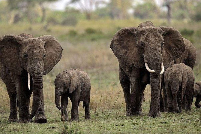 Mikumi National Park in a Day - a Day Tour From Morogoro - Pickup and Transportation