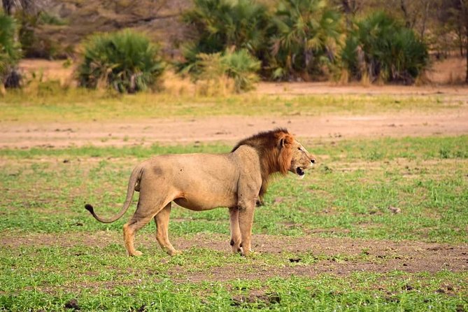 Mikumi National Park in a Day - a Day Tour From Morogoro - Child Policies