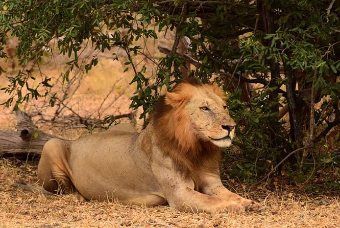 Mikumi National Park in a Day - a Day Tour From Morogoro - Guest Reviews and Accolades