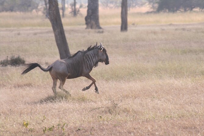 Mikumi National Park & Udzungwa Water Falls 3 Days Group Tour - Optional Maasai Village Visit