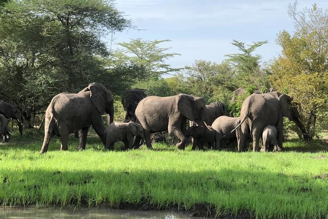 Mikumi Safari Tour: Day Trip Return Flight From Zanzibar - Meeting Point and Time