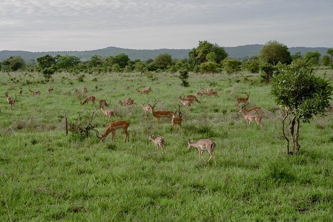 Mikumi Safari Tour: Day Trip Return Flight From Zanzibar - End Point and Return