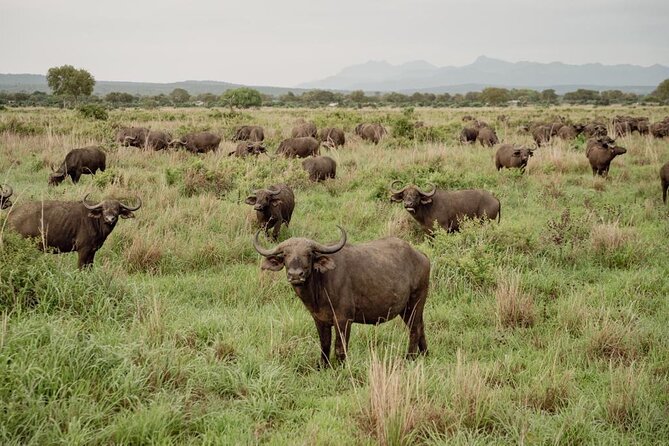 Mikumi Safari Tour: Day Trip Return Flight From Zanzibar - Cancellation and Weather Policy