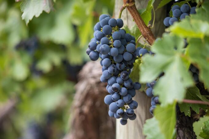 Milan: Wine Tasting With an Italian Sommelier - Enhancing Wine Flavor Through Pairings