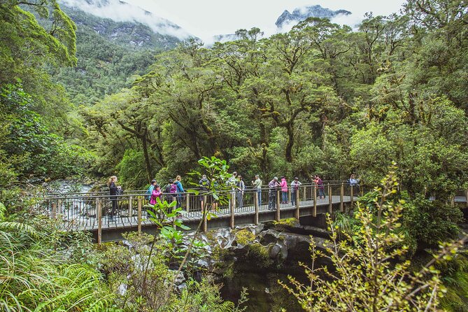 Milford Sound Coach & Cruise Tour From Te Anau - Memorable Moments and Encounters