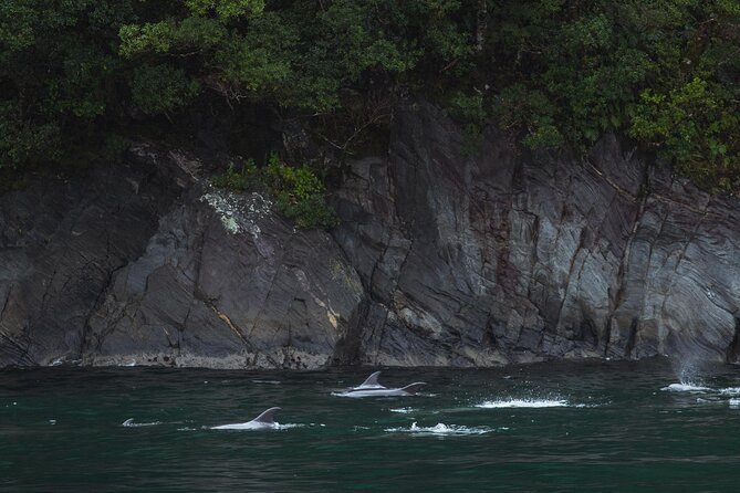 Milford Sound Cruise - Recommendations and Tips