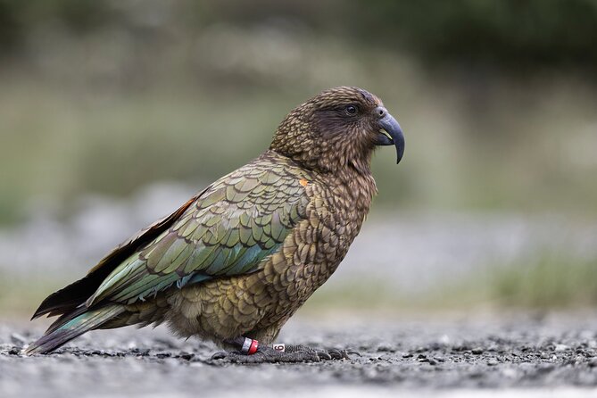 Milford Sound Cruise - RealNZ - Wildlife Sightings