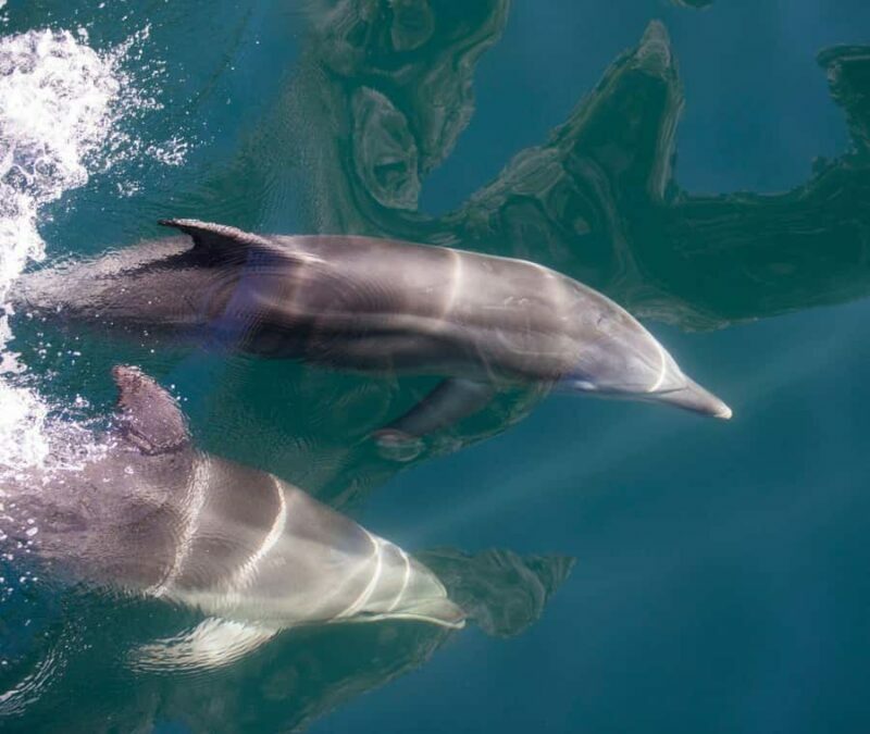 Milford Sound: Discover More on Our Longest Cruise - An Introduction to the Experience