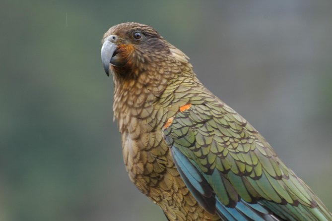 Milford Sound Discovery Tour - Cancellation Policy