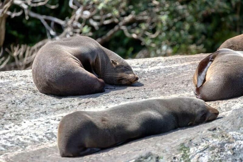 Milford Sound: Nature Cruise - Grand Views & Optional Lunch - Key Points