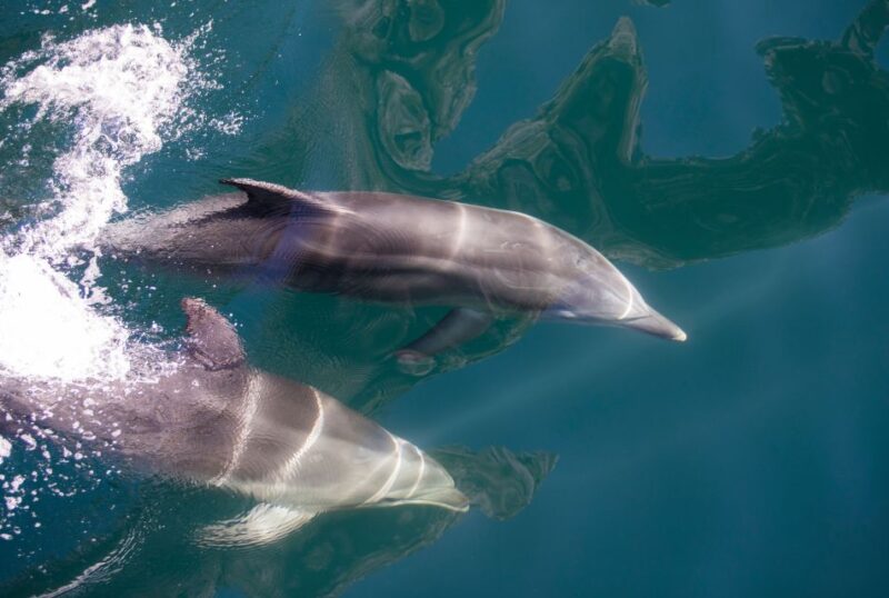 Milford Sound: Nature Cruise With Optional Lunch - Wildlife Sightings