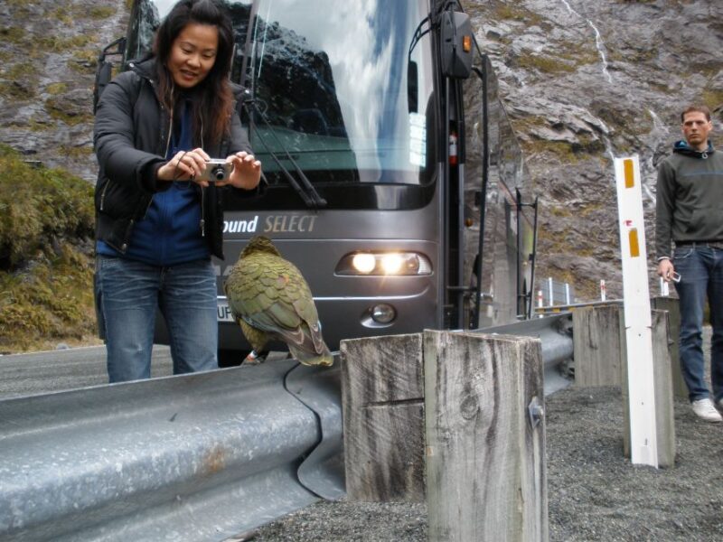 Milford Sound Premium Day Tour and Cruise From Te Anau - Key Points