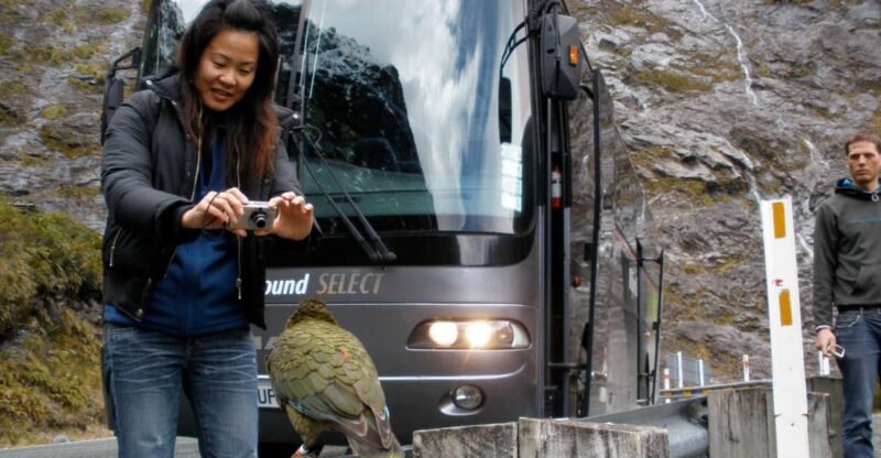 Milford Sound Premium Day Tour and Cruise From Te Anau - Cruise Details