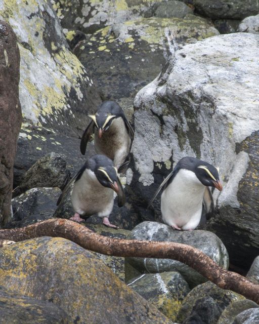 Milford Sound: Premium Small Group Cruise With Canape Lunch - Additional Considerations