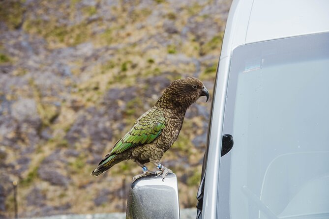 Milford Sound Small Group Tour From Queenstown With Scenic Flight - Important Tour Details