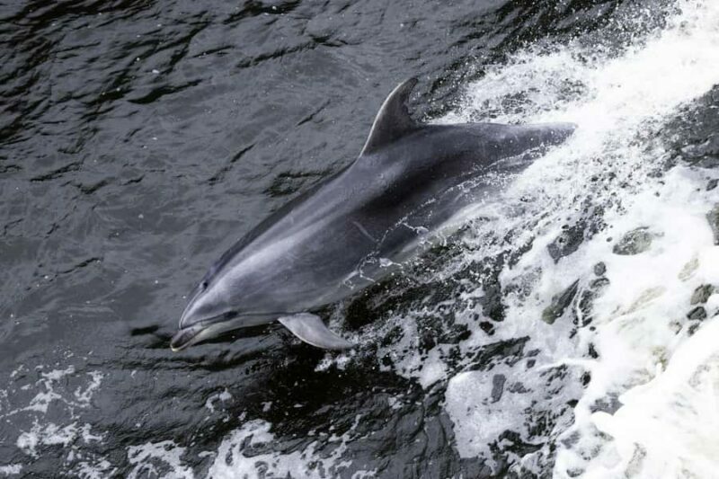 Milford Sound: Wildlife & Nature Cruises - The Experience in Detail