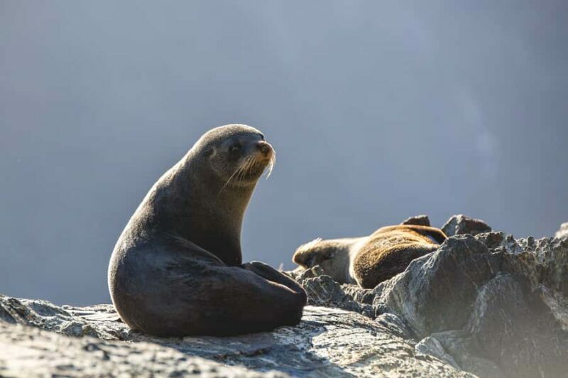 Milford Sound: Wildlife & Nature Cruises - FAQs