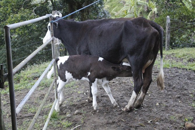 Milking Cows and Breakfast at El Terruño De Los Torres - Overview of the Experience