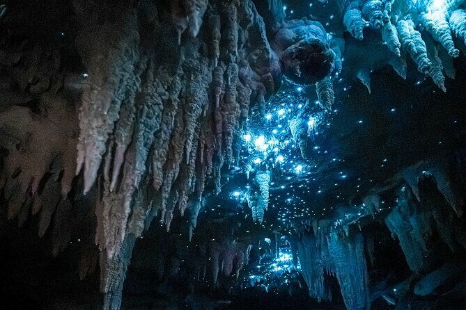 Milky Way Glowworm Cave Tour - Introduction: A Sparkling Night in the Cave