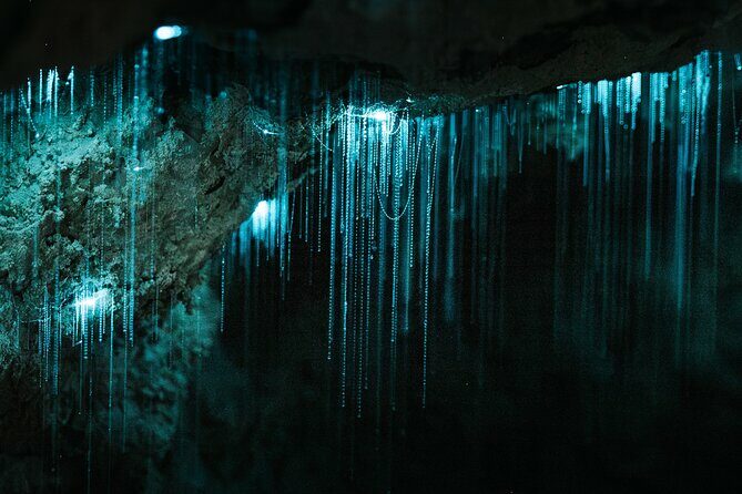 Milky Way Glowworm Cave Tour - What Makes the Milky Way Glowworm Cave Tour Special?