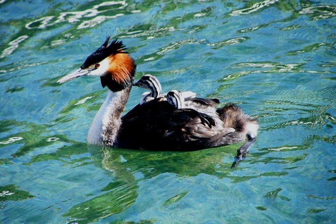 Million Dollar Cruise in Queenstown - Potential Booking Considerations
