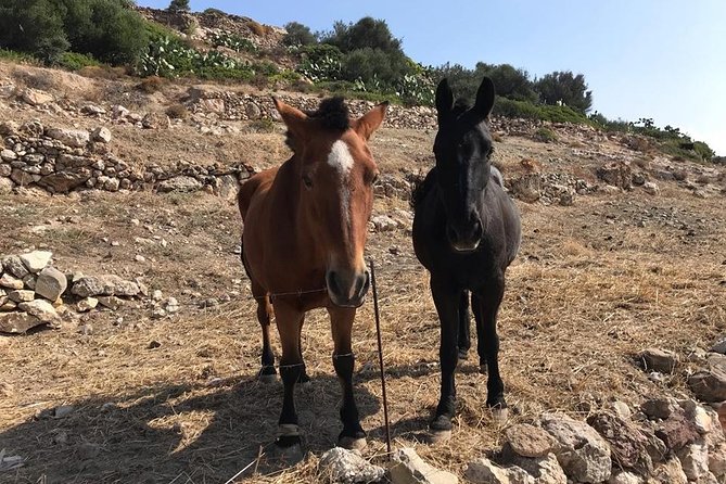 Milos Experience Daily Kimolos Road Trip - Traveler Testimonials and Reviews