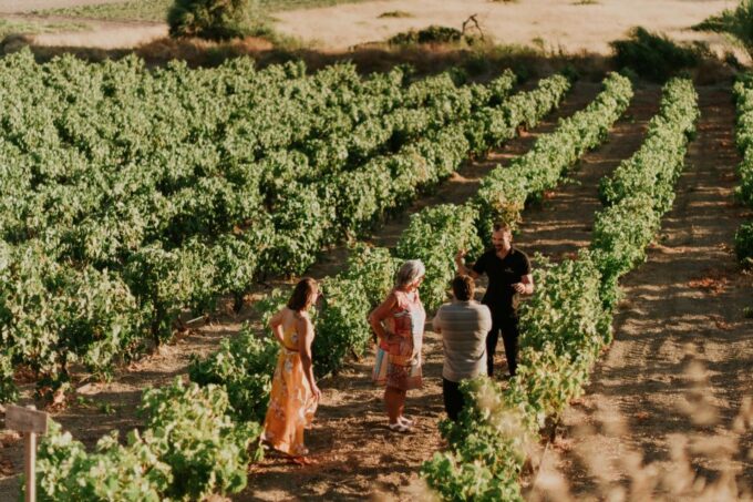 Milos Island: Kostantakis Winery Wine Tasting Experience - Meet the Winery Owner