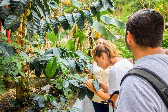 Minca Day-Trip and Coffee Farm Visit From Santa Marta - Pricing and Booking Information