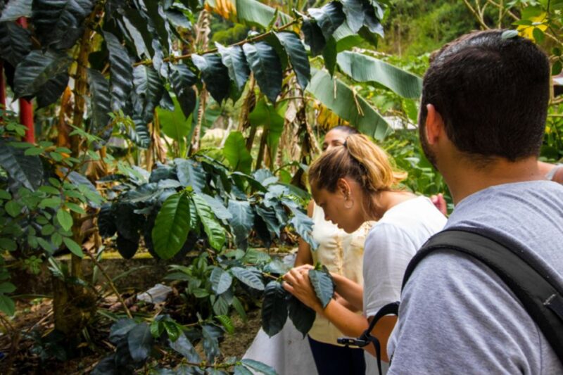 Minca: Day-Trip With Coffee Farm - Customer Feedback and Ratings